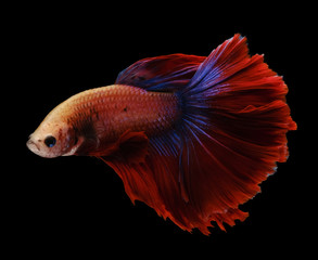 Fototapeta premium Red and blue tail betta fish, Siamese fighting fish, betta splendens (Halfmoon betta, Pla-kad (biting fish) isolated on black background. File contains a clipping path.