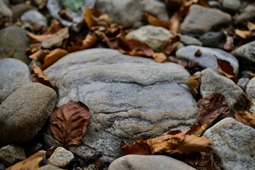 Rock and leaves