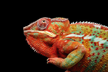 Colorful chameleon isolated on black background