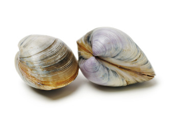 Stacked fresh raw clams on white background