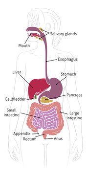 A medical anatomy diagram of a woman showing the human digestive system