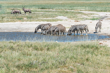 Fototapeta na wymiar Zebra is drinking water in Africa,Water is important for wild animals in Africa