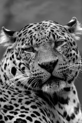 Leopard (Panthera pardus) Kopf, Portrait, schwarz-weiß