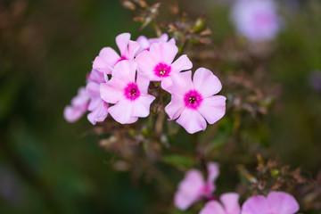 Pink flowers in garden. Phlox in selectable focus.