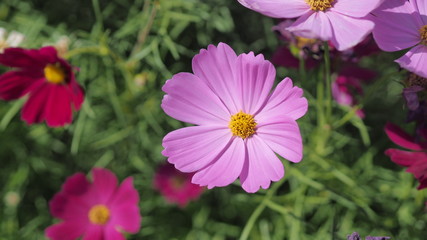 Obraz premium Orange, pink and yellow cosmos flowers are bloom background.