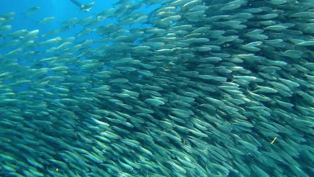 Sardines captured up close in the Philippines. Another snorkeler also films his footage.