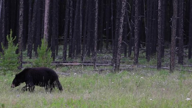 A black bear in Canada walking around while looking for food.
