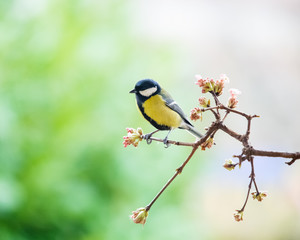 great tit on a perch