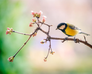 great tit on a perch