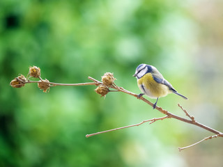 blue tit on a perch