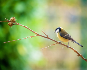 great tit on a perch