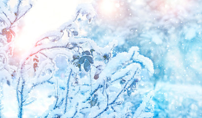beautiful artistic scene with frosty branches. Frozen branches in winter day. cold season nature background concept. Winter wonderland scene, frozenned flower. copy space
