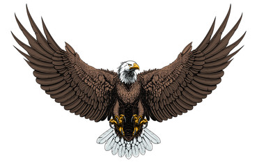 Bald eagle front