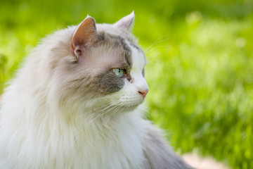 Ragdoll pet cat on the grass