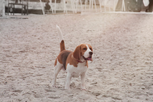 Beagle dog resting on the seashore, portrait photo.