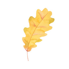 Autumn yellow leaf watercolor leaf oak leaf