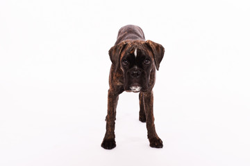 Portrait von deutschem Boxer