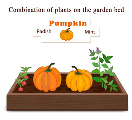 Growing vegetables and plants on one bed. Pumpkin, Mint, Radish. Vector