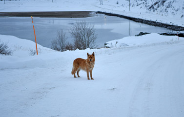 dogs in the arctic are the most faithful friends