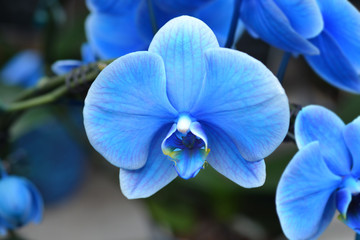 Fototapeta na wymiar Phalaenopsis orchid Magic Blue