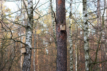 Outdoor Birdhouse.  Birdhouses in the  forest.