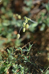 Narrow-leaved bladder campion