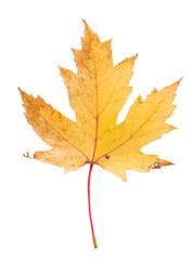 Autumn leave on white isolated background. Colorful dry maple leave ( Sapindaceae leaf ) 