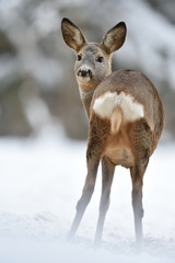 roe deer showing its arse in winter © Erik Mandre