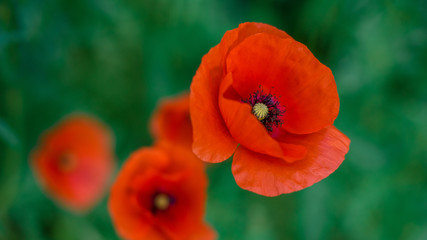 Poppy flowers field nature spring background. Blooming Poppies memory symbol. Armistice or Remembrance day background.