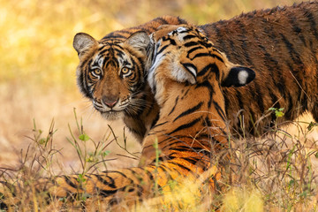 Amazing tiger in the nature habitat. Cute tiger cub pose during the golden light time. Wildlife scene with danger animal. Hot summer in India. Dry area with beautiful indian tiger. Panthera tigris.