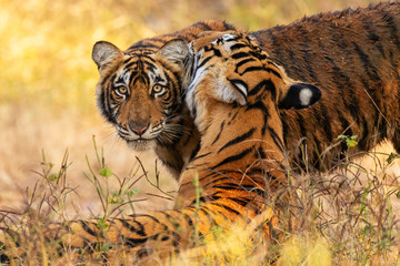 Amazing tiger in the nature habitat. Cute tiger cub pose during the golden light time. Wildlife...