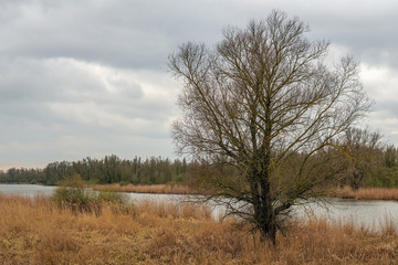 Bare tree between yellowed grass and reed plants