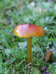Hygrocybe conica, known as the  blackening waxcap, witch's hat, conical wax cap or conical slimy cap, wild mushrooms from Finland