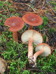 Lactarius rufus, known as rufous milkcap, or the red hot milk cap, wild edible mushrooms from Finland