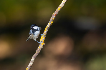 Obraz premium Cute little bird. Autumn nature background. Park, garden forest bird: Coal tit. 
