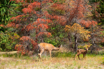 red deer in the autumn forest