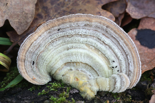Trametes betulina known as gilled polypore, birch mazegill or multicolor gill polypore, fungus with medicinal properties from Finland
