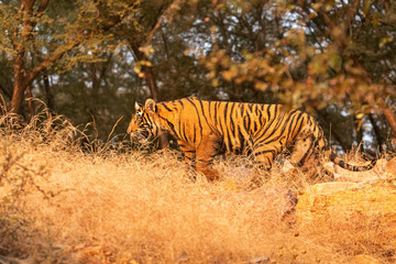 Fototapeta na wymiar Amazing tiger in the nature habitat. Cute tiger cub pose during the golden light time. Wildlife scene with danger animal. Hot summer in India. Dry area with beautiful indian tiger. Panthera tigris.