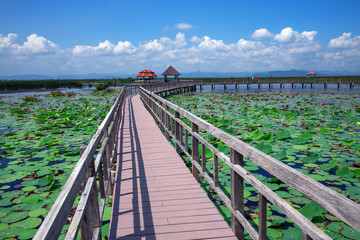 Wooden bridge to study nature in lotus pond.