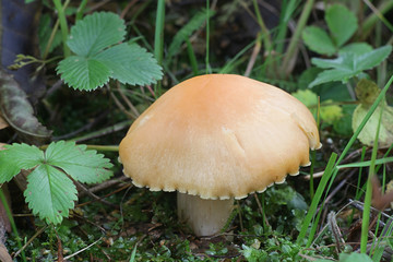 Cuphophyllus pratensis, known as meadow waxcap, meadow waxy cap, salmon waxy cap or butter meadowcap, edible mushroom from Finland