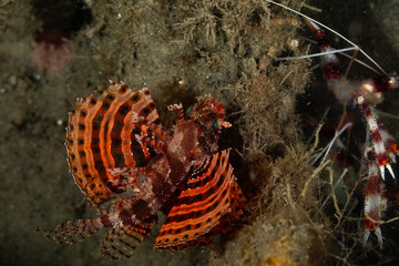 The surprising underwater world of the Indian and Pacifical Oceans