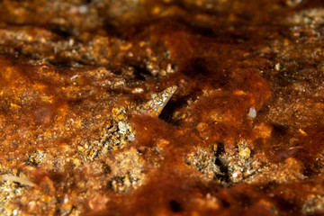 The surprising underwater world of the Indian and Pacifical Oceans