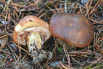 Suillus luteus, known as  slippery jack or sticky bun, wild mushrooms from Finland