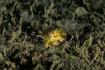 The surprising underwater world of the Indian and Pacifical Oceans