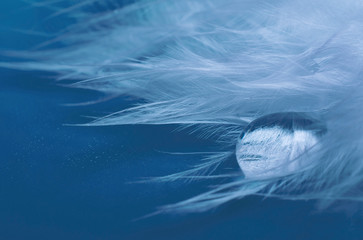 Macro shot of a drop of water on a feather on a classic blue background (concept of the Classic Blue as the Color of the Year 2020), selective focus on the drop, copy space on the left for your text
