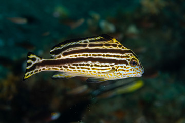 The surprising underwater world of the Indian and Pacifical Oceans