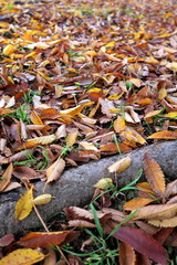 欅の根と落ち葉