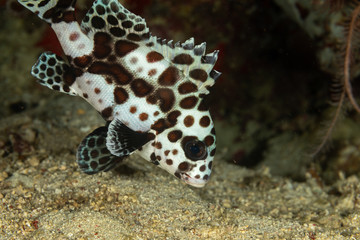 The surprising underwater world of the Indian and Pacifical Oceans