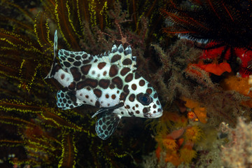 The surprising underwater world of the Indian and Pacifical Oceans