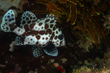 The surprising underwater world of the Indian and Pacifical Oceans